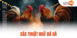 các thuật ngữ đá gà
