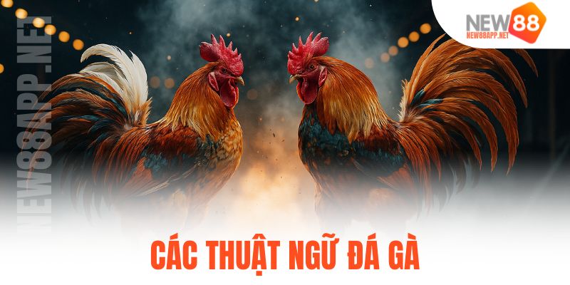 các thuật ngữ đá gà