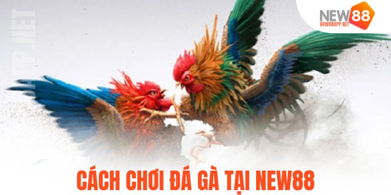 Cách chơi đá gà tại New88