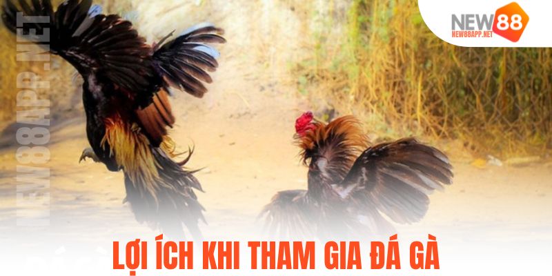 Lợi ích khi tham gia đá gà