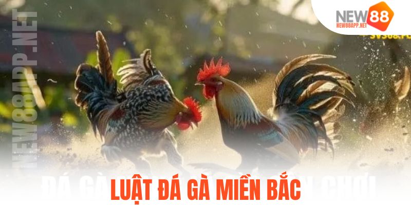 Thời gian thi đấu đá gà miền bắc