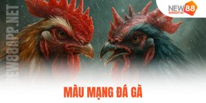 màu mạng đá gà