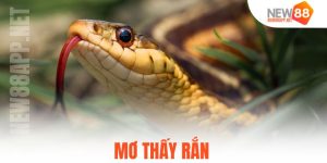 Nằm Mơ Thấy Rắn