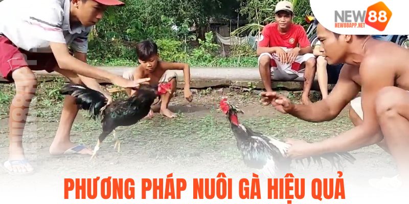 Phương pháp nuôi gà hiệu quả