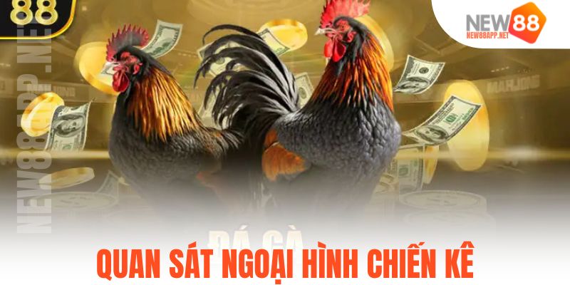 Quan sát ngoại hình chiến kê