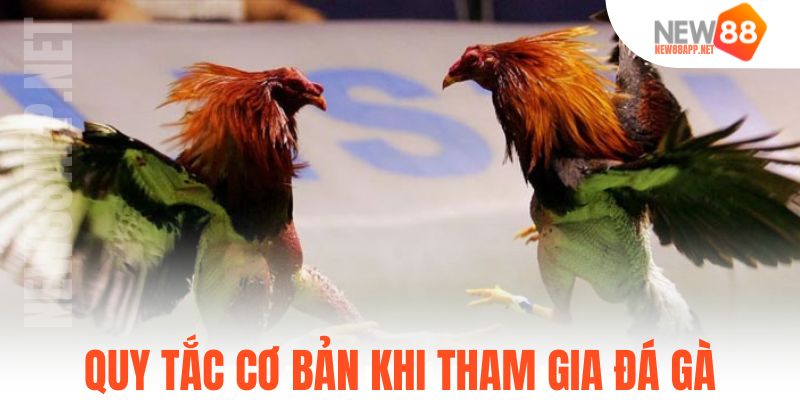Quy tắc cơ bản khi tham gia đá gà