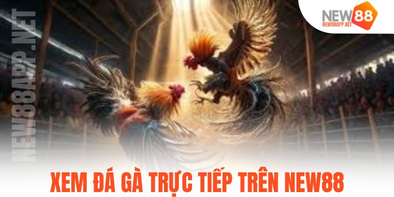 Xem đá gà trực tiếp trên New88