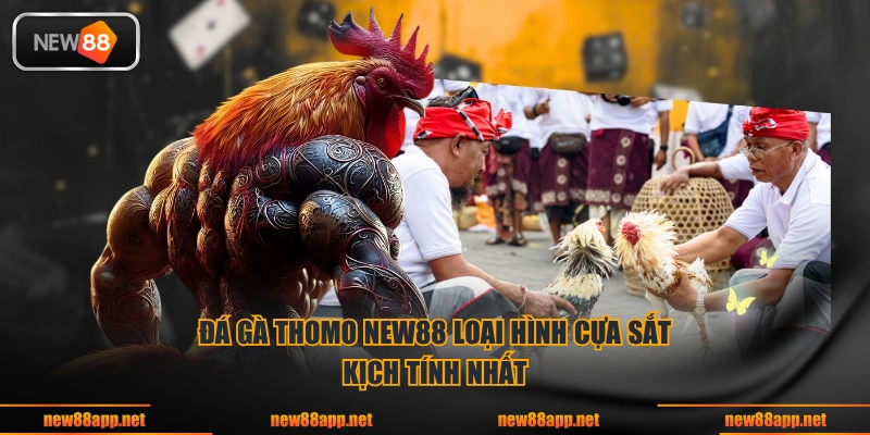 Đá gà Thomo NEW88 loại hình cựa sắt kịch tính nhất