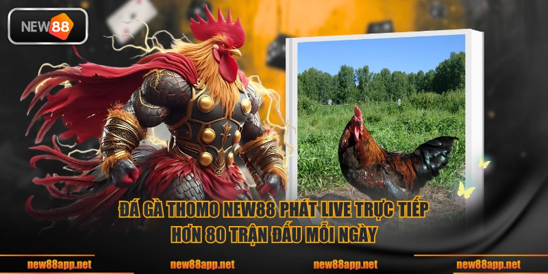 Đá gà Thomo NEW88 phát live trực tiếp hơn 80 trận đấu mỗi ngày